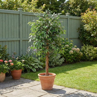 Kunstmatige Ficus Nitida 180 cm
