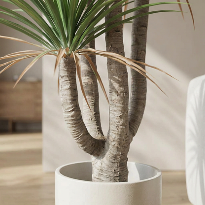 Kunstmatige Dracaena Marginata 160–230 cm